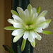 Cereus Bloom (5653)