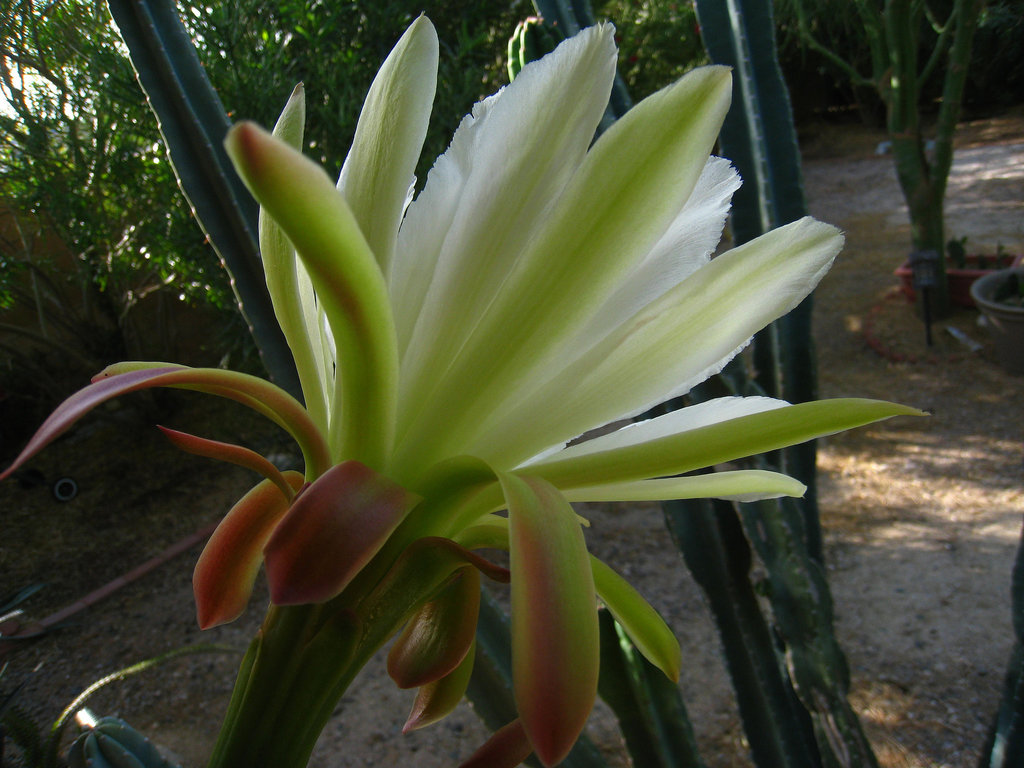 Cereus Bloom (5654)