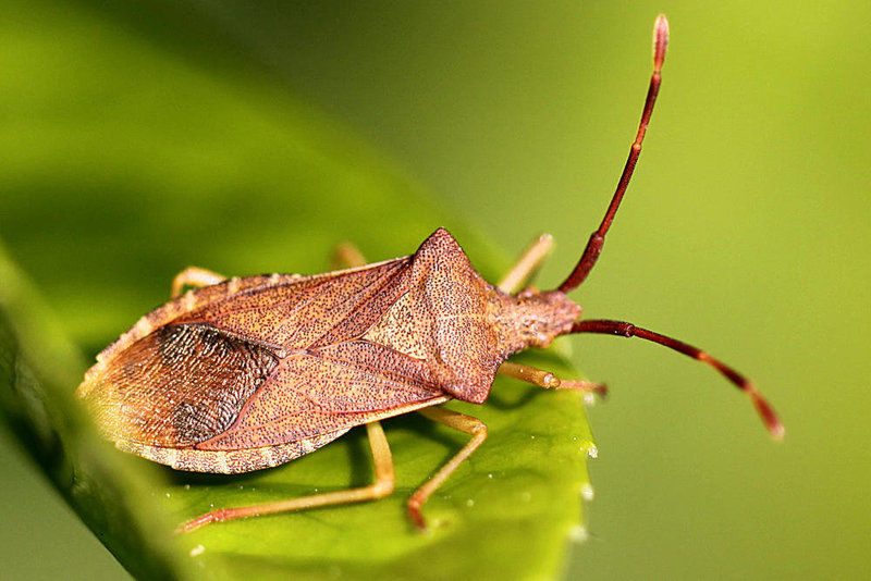 20100528 4621Mw [D~LIP] Braune Randwanze (Gonocerus acuteangulatus), Bad Salzuflen