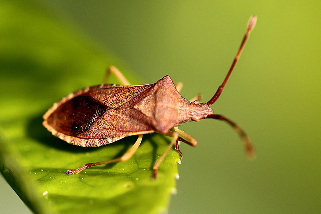 20100528 4626Mw Braune Landwanze (Gonocerus acuteangulatus)