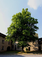 20100624 6083WSaw Burg Sternberg