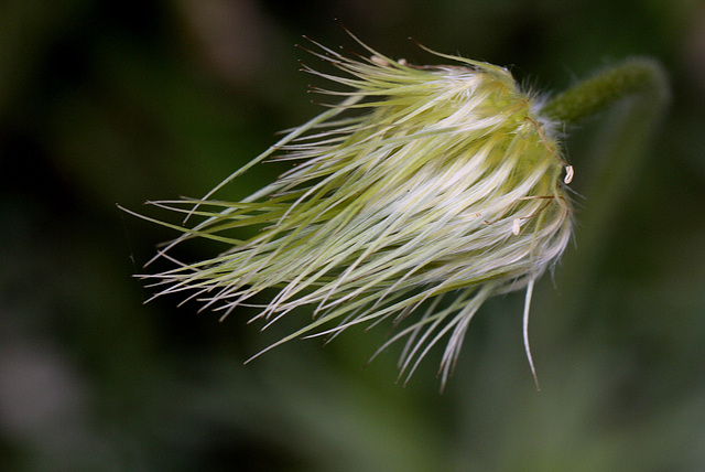 Anemone, etre dans le vent