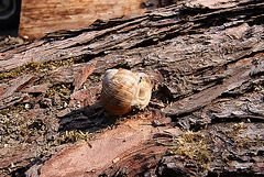 20100624 6089Ww [D~LIP] Weinbergschnecke (Helix pomatia), Extertal