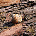 20100624 6089Ww [D~LIP] Weinbergschnecke (Helix pomatia), Extertal