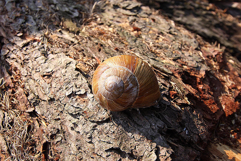 20100624 6090Ww [D~LIP] Weinbergschnecke (Helix pomatia), Extertal