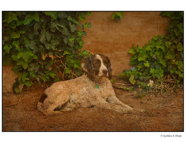 Molly in Desert Djinn Flypaper Texture