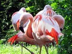 IMG 1088 Chileflamingos/2