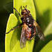 20100528 4644Mw [D~LIP] Igelfliege (Tachina fera), Bad Salzuflen