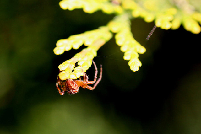 20100528 4635Mw [D~LIP] Gartenkreuzspinne, Bad Salzuflen