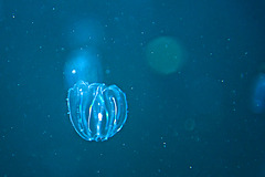 Rippenqualle (Ctenophora)