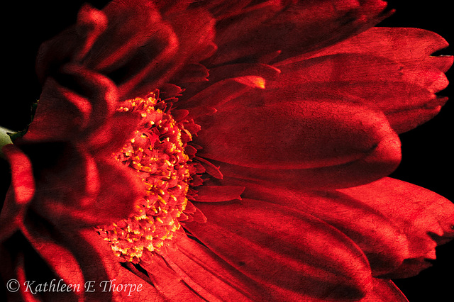 ipernity: Gerbera Daisy Flypaper Swans Way Texture - by Kathleen Thorpe