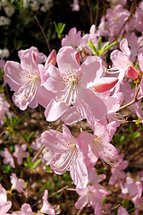 migdalfloro - Mandelblüte