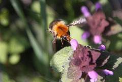 20100415 2105Aw [D~LIP] Rote Taubnessel (Lamium purpureum), Ackerhummel (Bombus pascuorum), UWZ, Bad Salzuflen