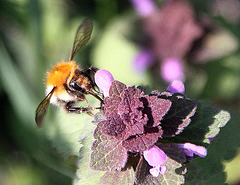 20100415 2106Aw [D~LIP] Rote Taubnessel (Lamium purpureum), Ackerhummel (Bombus pascuorum), UWZ, Bad Salzuflen