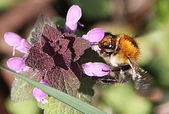 20100415 2113Aw [D~LIP] Rote Taubnessel (Lamium purpureum), Ackerhummel (Bombus pascuorum), UWZ, Bad Salzuflen