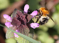 20100415 2117Aw [D~LIP] Rote Taubnessel (Lamium purpureum), Ackerhummel (Bombus pascuorum), UWZ, Bad Salzuflen