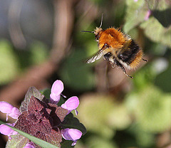 20100415 2119Aw [D~LIP] Rote Taubnessel (Lamium purpureum), Ackerhummel (Bombus pascuorum), UWZ, Bad Salzuflen