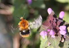 20100415 2123Aw [D~LIP] Rote Taubnessel (Lamium purpureum), Ackerhummel (Bombus pascuorum), UWZ, Bad Salzuflen