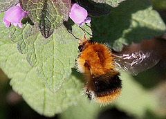 20100415 2125Aw [D~LIP] Ackerhummel, Taubnessel, UWZ, Bad Salzuflen