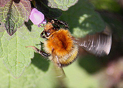 20100415 2126Aw [D~LIP] Ackerhummel, Taubnessel, UWZ, Bad Salzuflen