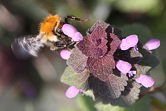 20100415 2131Aw [D~LIP] Rote Taubnessel (Lamium purpureum), Ackerhummel (Bombus pascuorum), UWZ, Bad Salzuflen