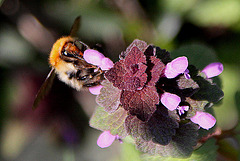 20100415 2132Aw [D~LIP] Rote Taubnessel (Lamium purpureum), Ackerhummel (Bombus pascuorum), UWZ, Bad Salzuflen