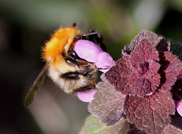 20100415 2133Aw [DLIP] Ackerhummel, Taubnessel. UWZ, Bad Salzuflen