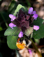 20100415 2148Aw [D~LIP] Rote Taubnessel (Lamium purpureum), Ackerhummel (Bombus pascuorum), UWZ, Bad Salzuflen