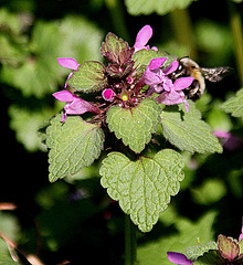 20100415 2184Aw [D-LIP] Rote Taubnessel (Lamium purpureum), Ackerhummel (Bombus pascuorum), UWZ, Bad Salzuflen