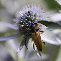 20100717 6682Mw [D~LIP] Rothalsbock (Leptura rubra), Flachblättriger Mannstreu (Eringium planum), Bad Salzuflen