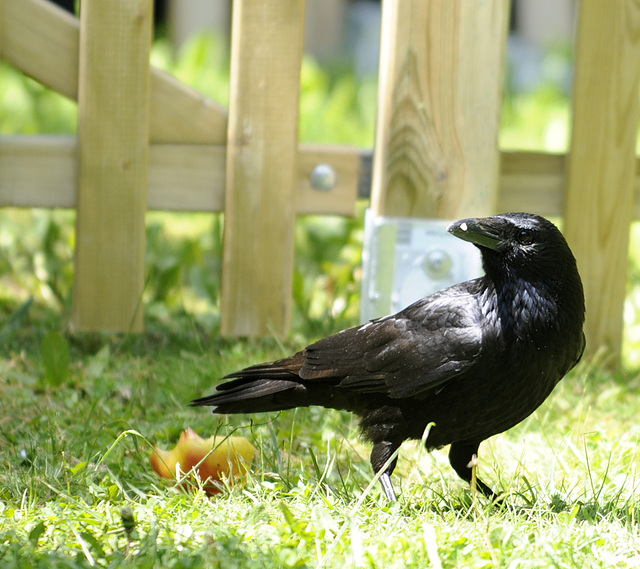 Krähe im Garten