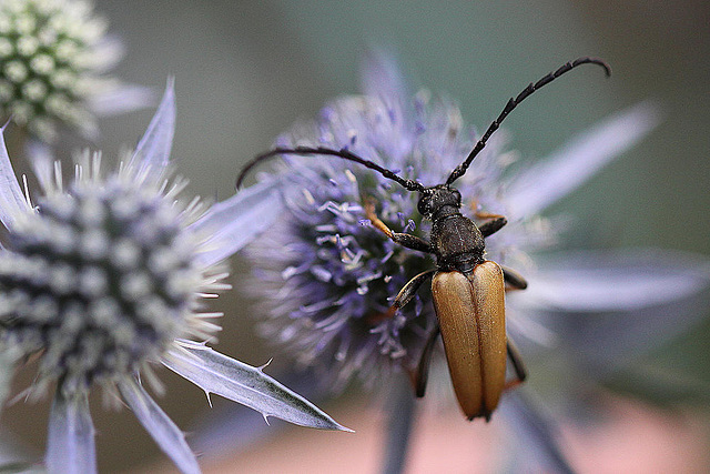 20100717 6694Mw [D~LIP] Rothalsbock (Leptura rubra), Bad Salzuflen