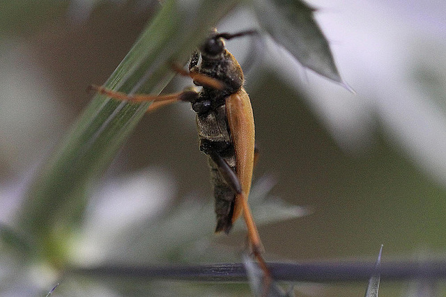 20100717 6702Mw [D~LIP] Rothalsbock (Leptura rubra), Bad Salzuflen