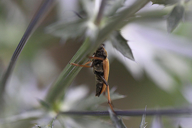 20100717 6703Mw [D~LIP] Rothalsbock (Leptura rubra), Bad Salzuflen