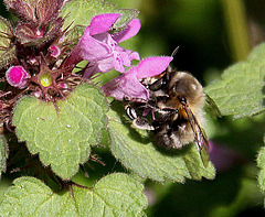 20100415 2190Aw [D~LIP] Rote Taubnessel (Lamium purpureum), Ackerhummel (Bombus pascuorum), UWZ, Bad Salzuflen