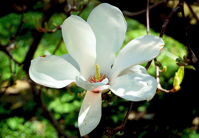 magnolio