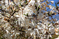 magnolioflorado
