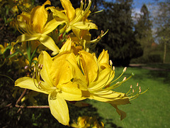Gelber Rhododendron