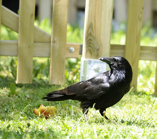 Krähe im Garten