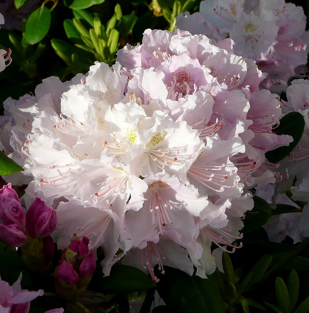 Rhododendronblüte