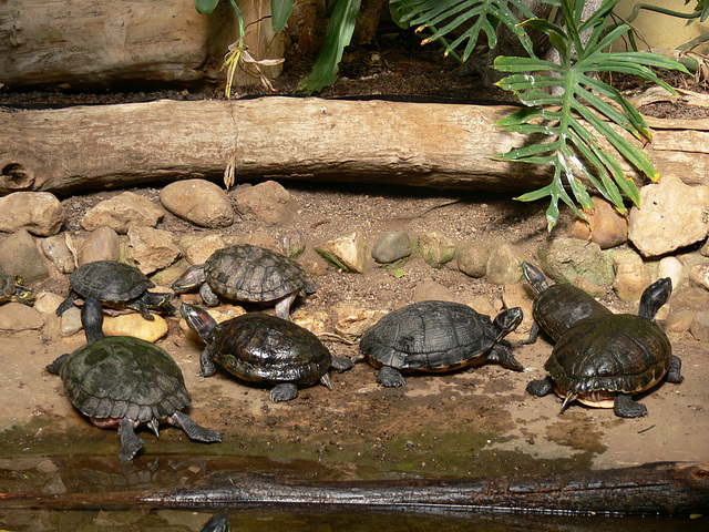 Schildkröten-Gang