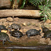 Schildkröten-Gang