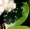 20100522 4157Mw [D~LIP] Licht + Schatten Apfelbeerenblüte, Bad Salzuflen