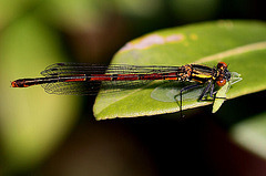 20100522 4154Mw [D~LIP] Frühe Adonislibelle mit Florfliege, Bad Salzuflen