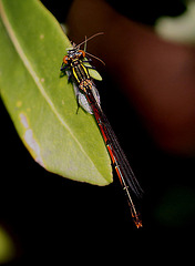 20100522 4134Mw [D~LIP] Frühe Adonislibelle mit Florfliege, Bad Salzuflen