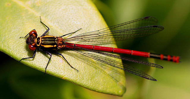 20100522 4130Mw [D~LIP] Frühe Adonislibelle, Bad Salzuflen