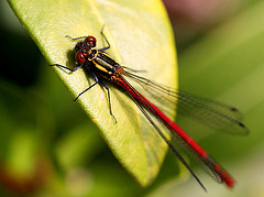 20100522 4126Mw [D~LIP] Frühe Adonislibelle, Bad Salzuflen