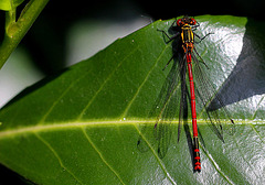 20100522 4124Mw [D~LIP] Frühe Adonislibelle, Bad Salzuflen