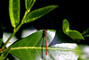 20100522 4120Mw [D~LIP] Frühe Adonislibelle (Pyrrhosoma nymphula) [m], Bad Salzuflen