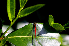 20100522 4120Mw [D~LIP] Frühe Adonislibelle, Bad Salzuflen